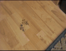 Load image into Gallery viewer, PetMat™ Amazing Rug - Stops Dirt and Water in its Tracks