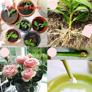 Rapid Rooting Powder