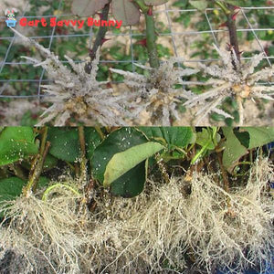 Rapid Rooting Powder
