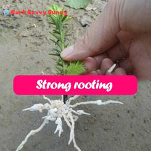 Load image into Gallery viewer, Rapid Rooting Powder